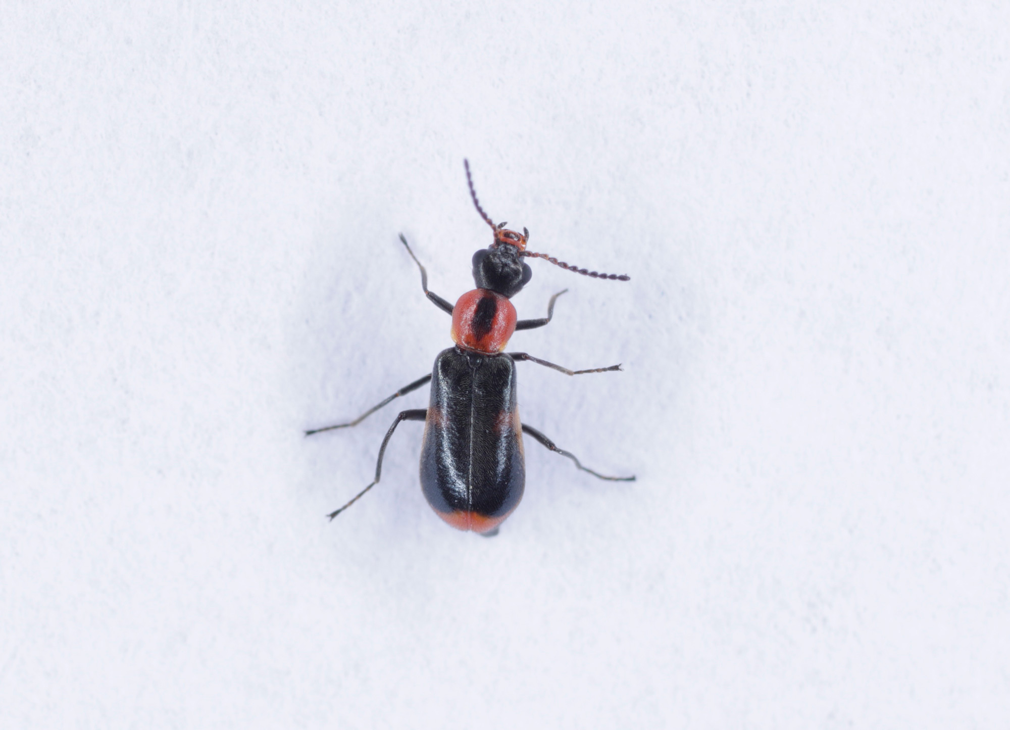 Malachiidae: Attalus minimus